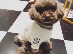 -Oh My Dog宠物沙龙(伊珊娜皮毛护理店)