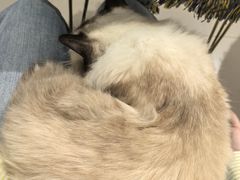 -平行世界·猫咖(首经贸店)