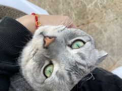 -Catmate·猫肥家润(金润铂宫店)