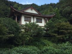 -十八棵（老龙井）御茶园(老龙井店)