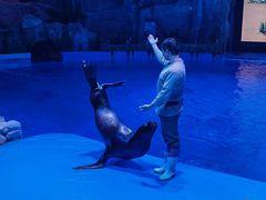 -芜湖新华联大白鲸海洋公园