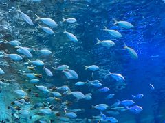 -上海海昌海洋公园
