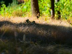 -北京西山国家森林公园
