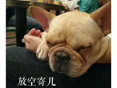 -柯斗斗主题餐厅·狗咖·围炉煮茶·茶饮(国瑞升平里店)