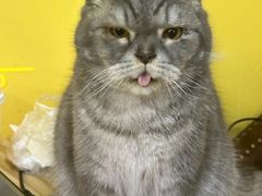 -猫咪咖啡店(新城大街店)