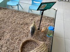 -怪兽屋·羊驼·猫咖·狗咖(俊华广场店)