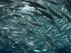 -上海海洋水族馆