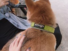 -柴犬高等学院·狗咖·柴犬售卖·宠物训练