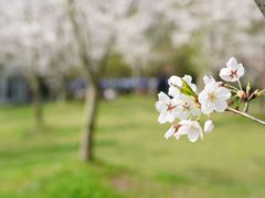 -上海共青森林公园