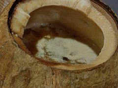-佛有缘素食馆·荔湾老字号(陈家祠首店)