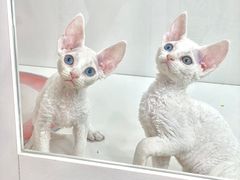 -青奢宠物·青奢猫舍