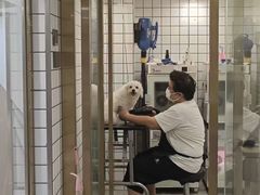 -钦宠·猫咪售卖·洗护·寄养(东圃旗舰店)