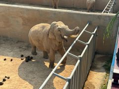 -西霞口神雕山野生动物世界