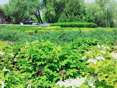 -莲花池公园