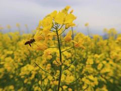 -桑洲油菜花景区