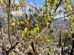 -丽江束河古镇-石莲古寺