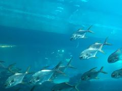 -海棠湾洲际-涛·海底餐厅·美人鱼·自助餐·海底隧道