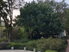 -九龙公园