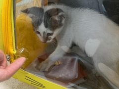 -莘程宠物医院(金山店)
