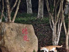 -宜兴龙背山森林公园