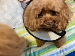 -芭比堂动物医院·犬猫全科·异宠专科(雁塔分院)