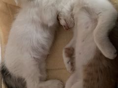 -宠颐生中康贝怡动物医院