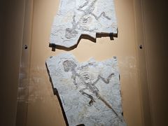 -辽宁古生物博物馆