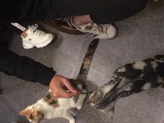 -猫色咖啡·猫咖