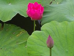 -紫竹院公园冰场