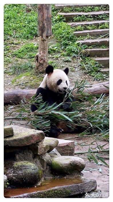 中国大熊猫保护研究中心雅安碧峰峡基地图片