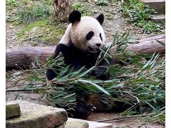 -中国大熊猫保护研究中心雅安碧峰峡基地