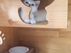 -柚子猫舍·精品猫舍购猫·猫咪认养·购宠·宠物店