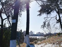-南京古林公园