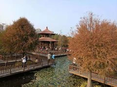 -五缘湾湿地公园
