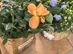 -青石桥花鸟鱼虫市场(叠翠城店)