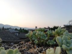 -喵屿·大理花园猫咖