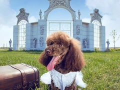 -超宠爱宠物摄影-Super pet