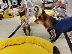 -逗柴咖啡屋·狗咖猫咖宠物桌游
