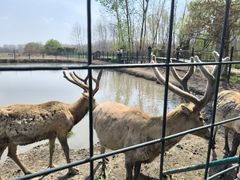 -溱湖国家湿地公园