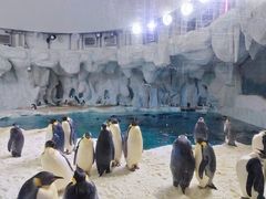 -帝企鹅自助餐厅•儿童岛•真企鹅(长隆企鹅酒店)