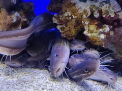 -上海海洋水族馆