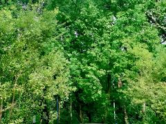 -西湖风景区-江洋畈生态公园