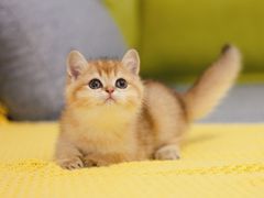 -Bastet sally猫舍购宠(静安店)