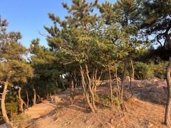 -北岭山森林公园