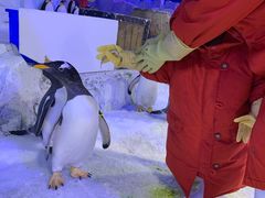 -芜湖新华联大白鲸海洋公园