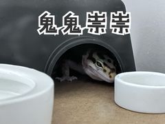 -酷以爬仙阁实体爬宠店·守宫·蜥蜴·专业繁育