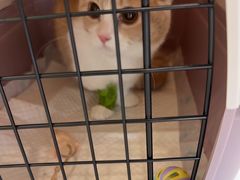 -艾吉宠物医院·疑难杂症转诊中心·猫友好(碧江路院)