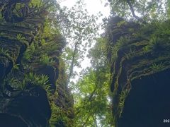 -梭布垭石林景区