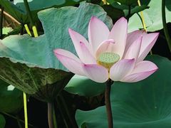 -荔湾湖公园