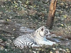 -石家庄市动物园